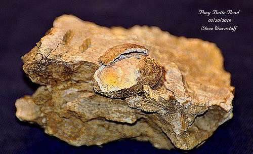 Fossilized Nut or Egg