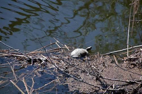 Turtle in Malibu Creek