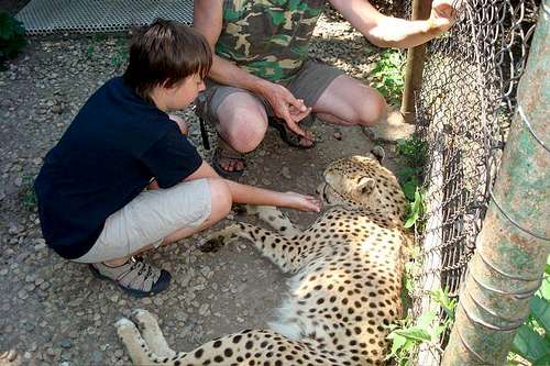 petting cheetah..