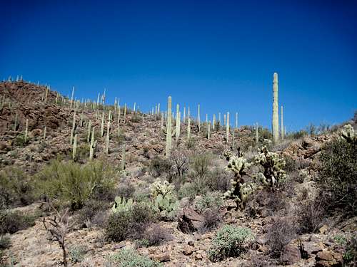 Saguaro grove near summit