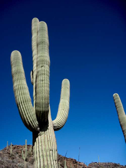 Saguaro on UN 3380