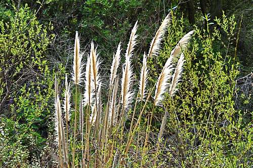 Cat-tails along the way