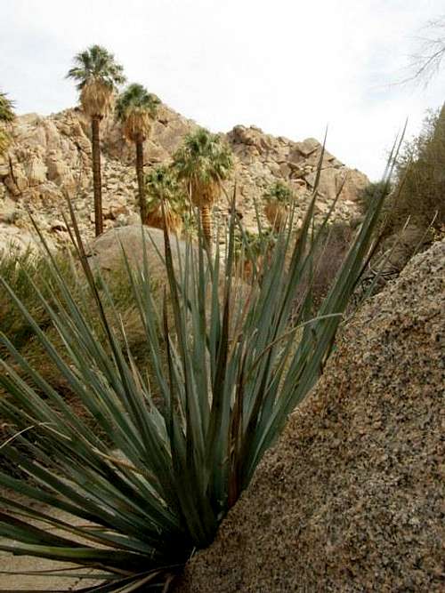 Yucca and Palms