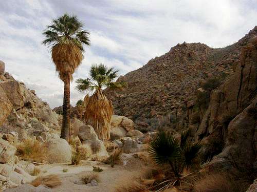 Palms in the Canyon