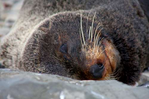 Australian Fur Seal 