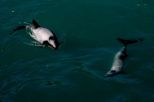 Hector's Dolphins
