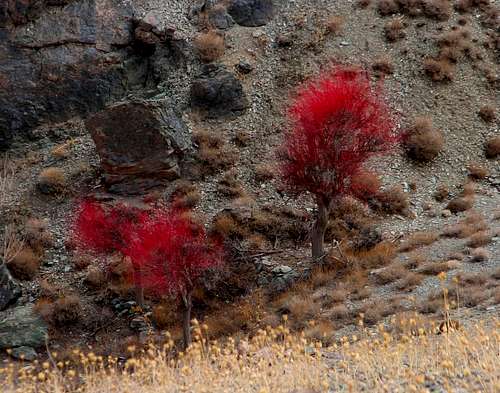 Red trees Birjand Iran