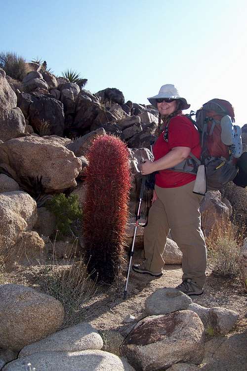 Big Barrel Cactus