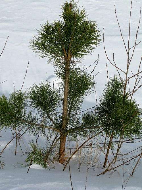 Lonely pine on the lake