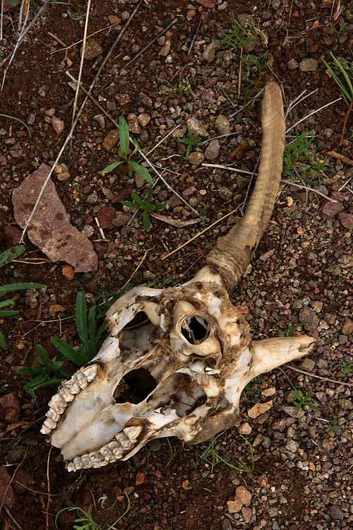 Big Horn skull