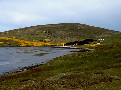 Falklands Flora - Spring Gorse