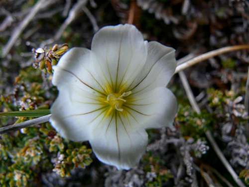 Falklanda Flora - Pale Maiden