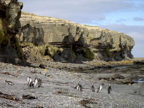 Falklands Fauna - Magellenic Penguins