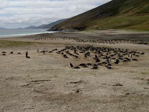 Falklands Fauna - Gentoo Penguins