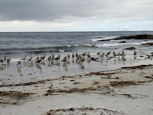 Falklands Fauna - Kelp Geese