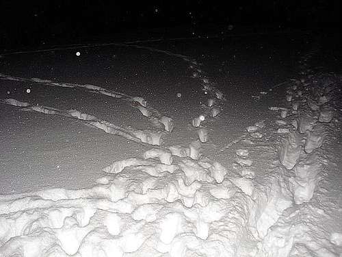 Wolves footprints???