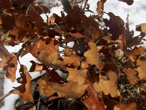 rusty leaves