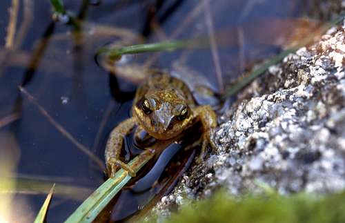 Small pyrenean frog