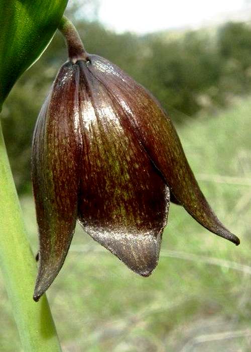 Beautiful Chocolate Lily