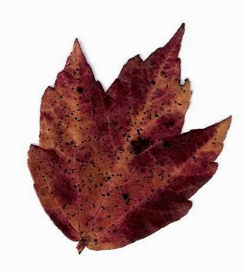 Pennsylvania Maple Leaf