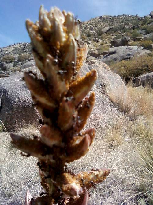 Soapweed Yucca