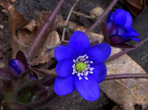 Anemone hepatica