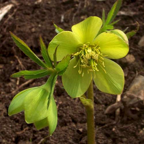Helleborus odorus - the green flower