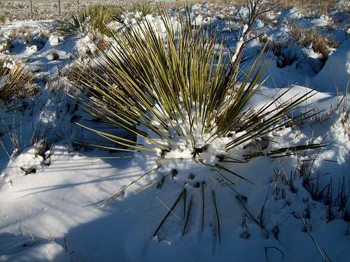 Snow on the Yucca