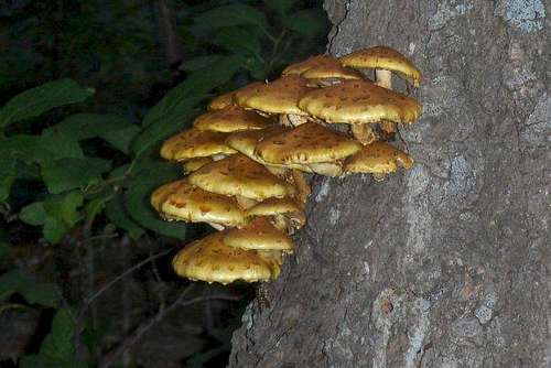 The fungus among us