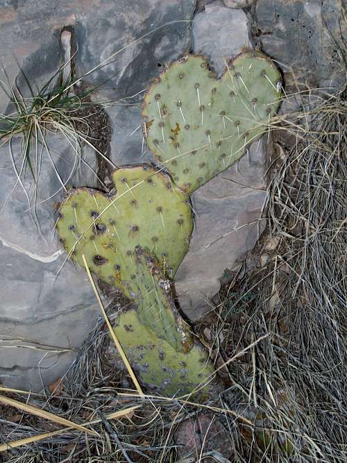 The love cactus......