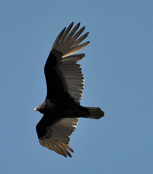 Another Turkey Vulture