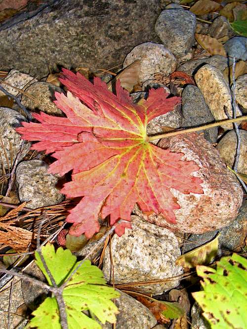 Autumn leaf  fall