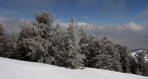 South Baldy: snow-dusted trees