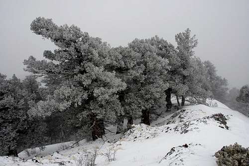 Snow-covered trees on the NE ridge of South Baldy