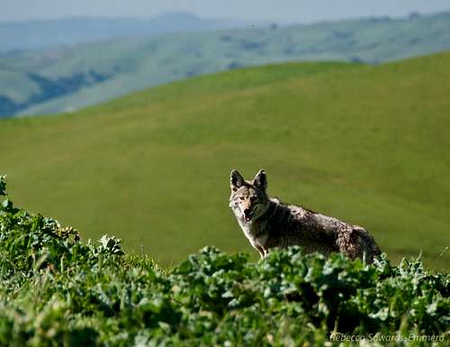 Coyote near Summit of Monument