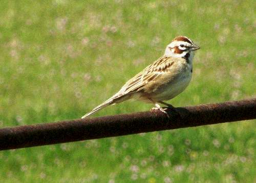 Sparrow on the Plain