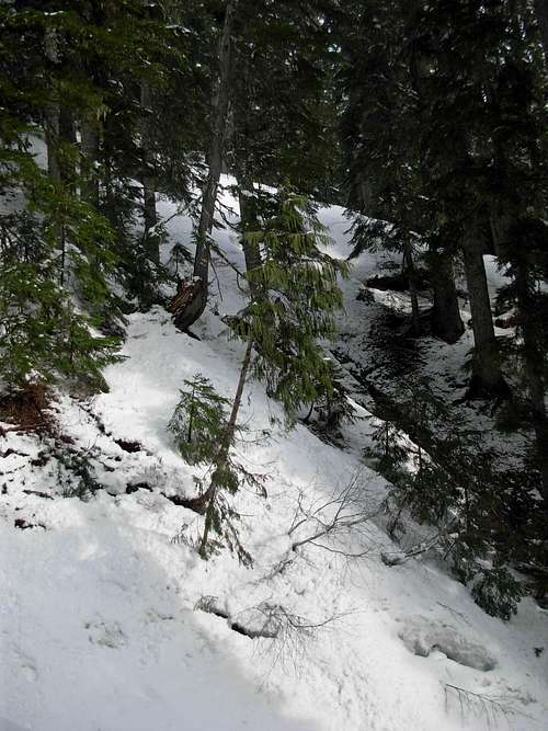 Thick Forest On Storm Ridge