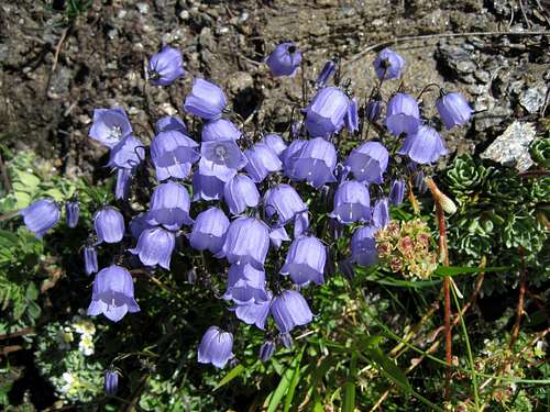 Alpine Flowers