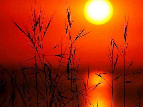 sunset on wheat ,Mazandaran