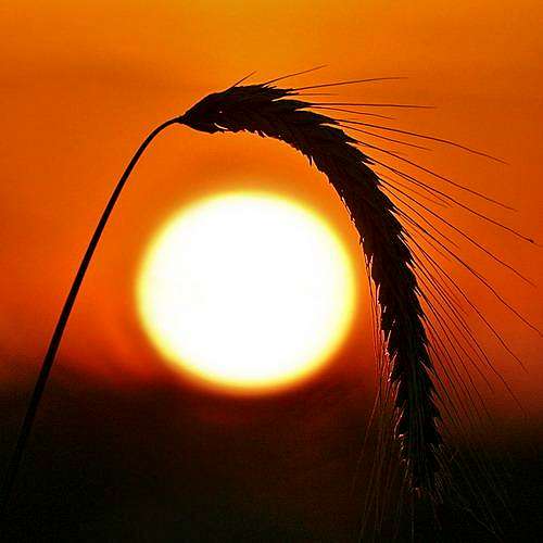 sunset on wheat ,Mazandaran,Iran