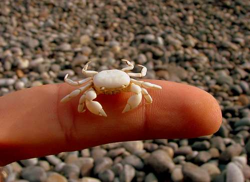 Baby crab.