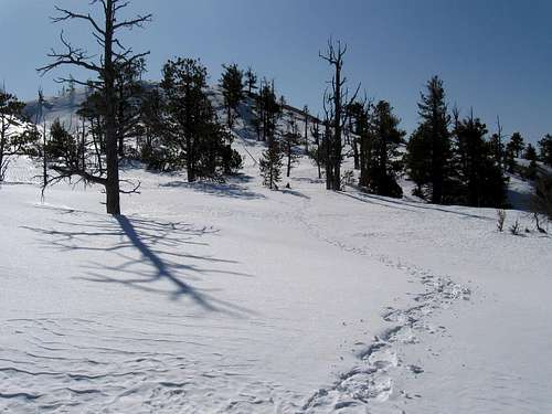 Snowshoe tracks...