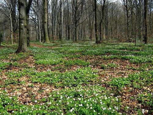 April in the Low Beskid Forest 