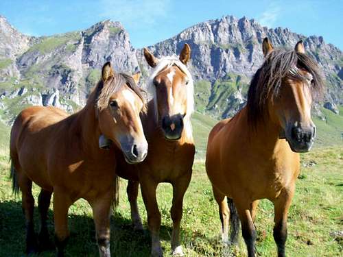 Horses at Alpe Ciamporino
