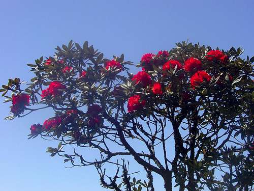 Red Rhododendrons