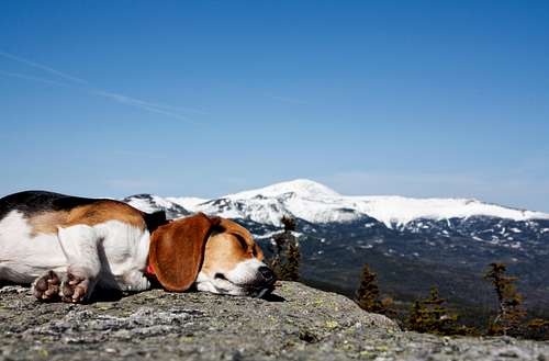 Tired Beagle
