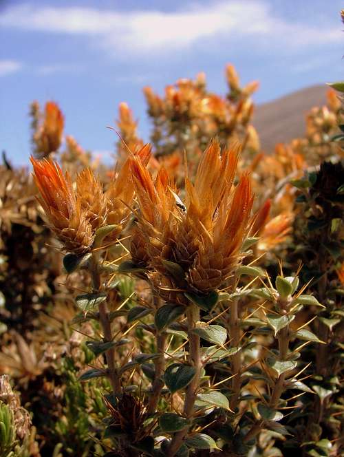 Chuquiragua?