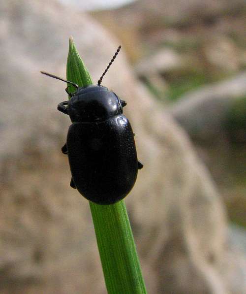 beetle Iran Mashhad