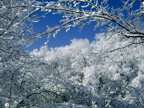 snow-covered_trees,_percy_warner_park,_nashville,_tennessee