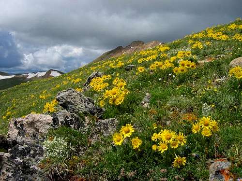 Alpine Sunflowers and Alpine...